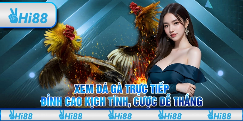 Xem đá gà trực tiếp: Đỉnh cao kịch tính, cược dễ thắng