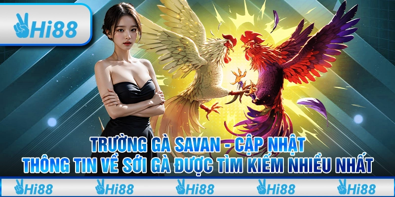 Trường gà Savan - Cập nhật thông tin về sới gà được tìm kiếm nhiều nhất