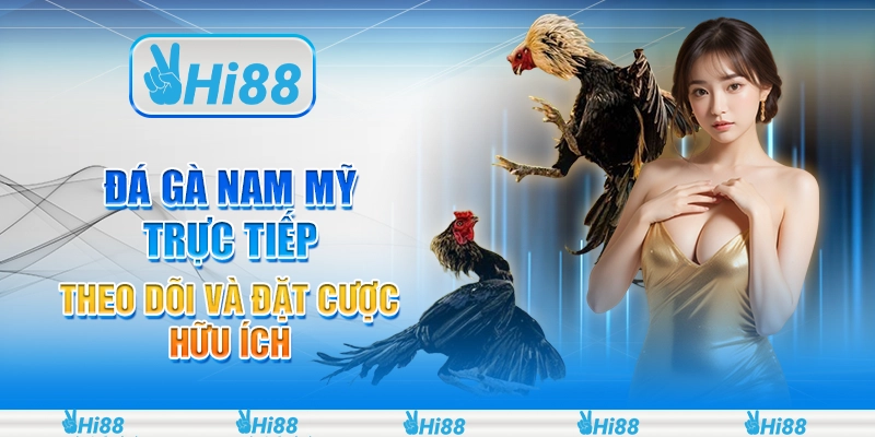 Đá gà Nam Mỹ trực tiếp - Theo dõi và đặt cược hữu ích