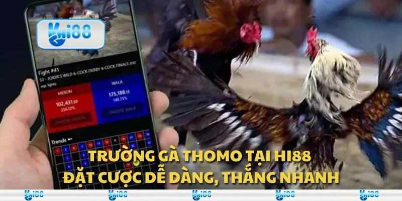 Trường gà Thomo tại Hi88 - Đặt cược dễ dàng, thắng nhanh